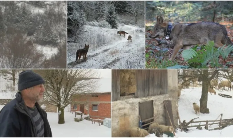 Gladni vukovi napali divlje svinje - neke su se uspjele obraniti 