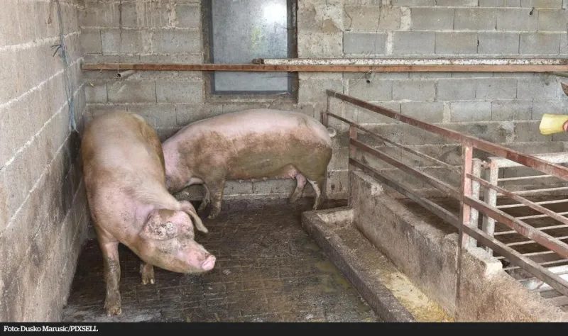 Svinje za sebe više nitko neće smjeti uzgajati, do 31. 10. ih se mora zaklati
