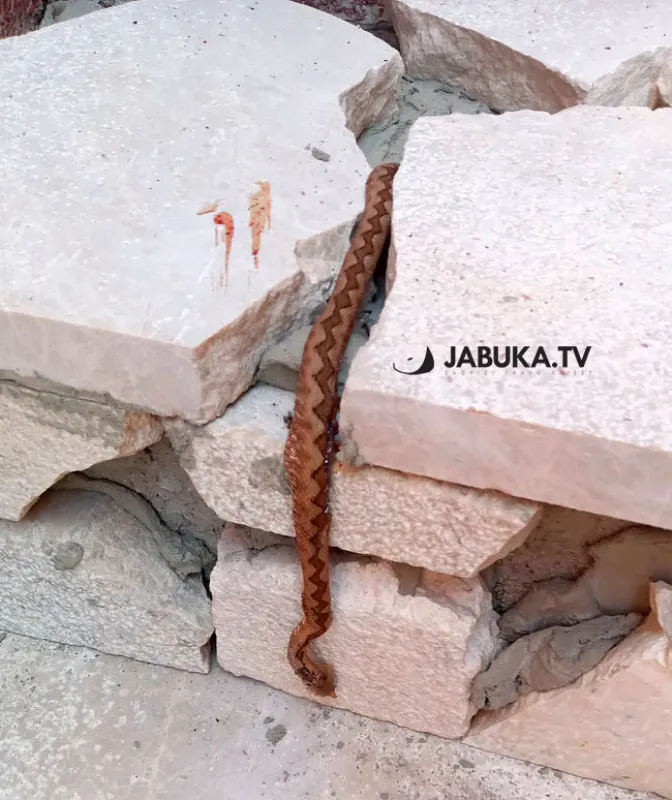 Na kućnom pragu u Ledincu zatekao poskoka 1