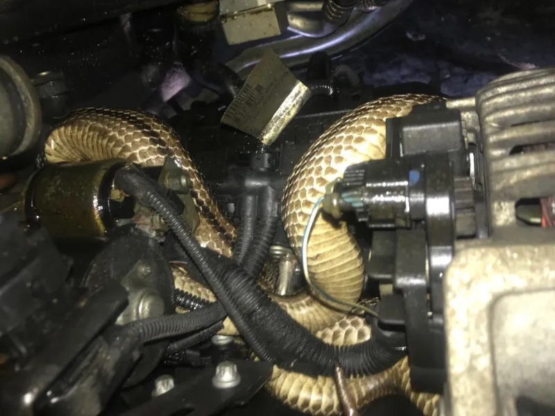 Mostar: Vatrogasci pola sata izvlačili zmiju ispod haube automobila