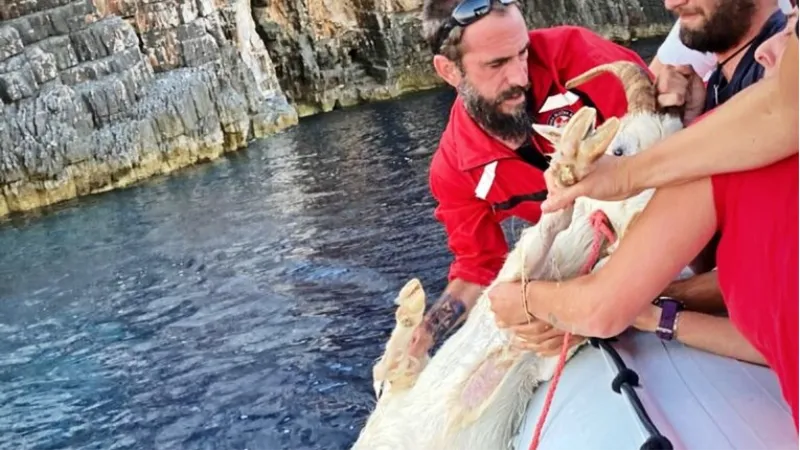 HGSS-ovci spasili kozu s litice! Povukli je u more pa je izvukli