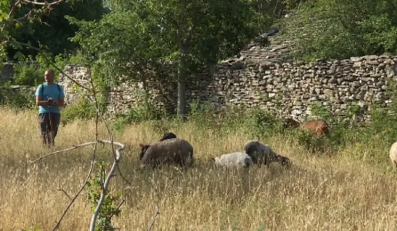 Stočar: Skoro sam ostao bez glave, vukovi su gladni i šteta je velika