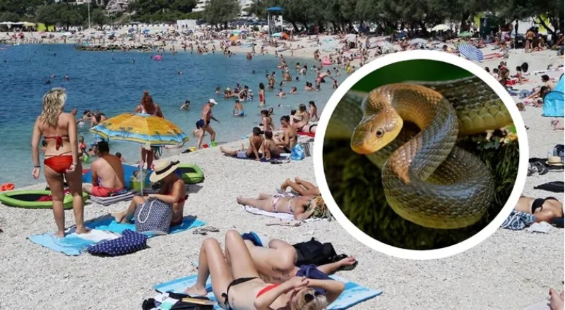 Horor u Splitu: Ženu na plaži ugrizla zmija ravno za venu