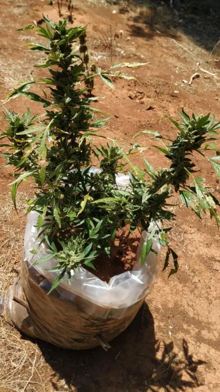 U Lipnu otkrivena plantaža sa 918 stabljika marihuane