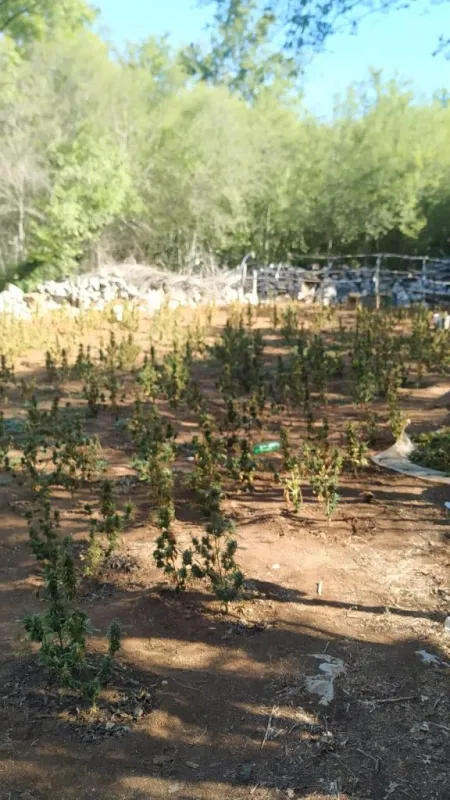 U Lipnu otkrivena plantaža sa 918 stabljika marihuane 1