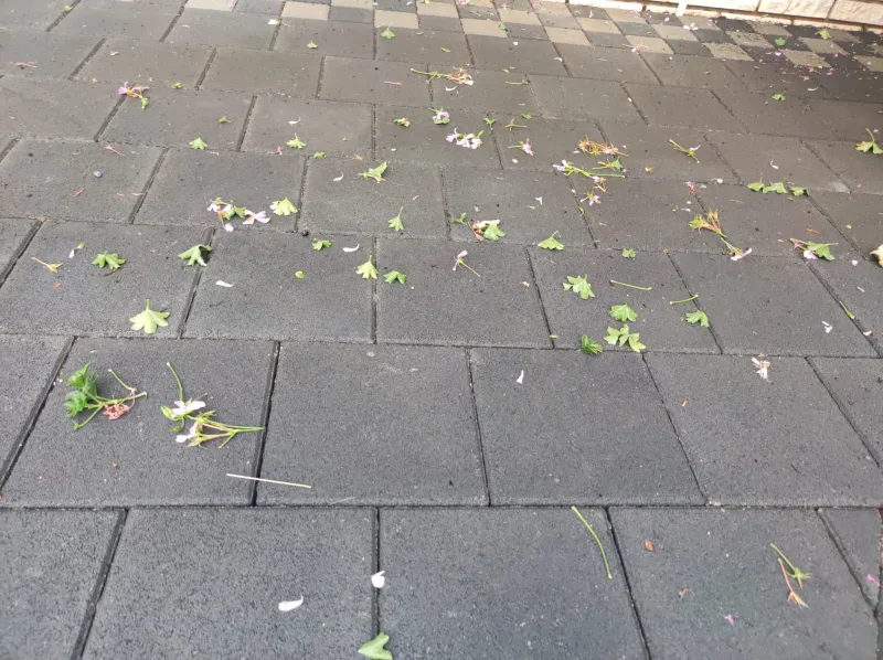 FOTO: U Ružićima padala tuča veličine oraha 4