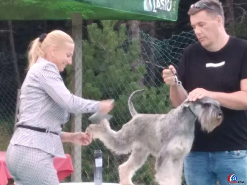 FOTO: Na Blidinju predstavljena najskuplja pasmina na svijetu! 1