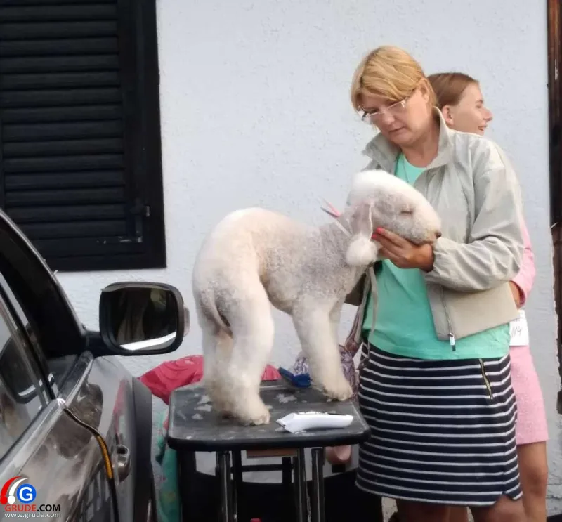 FOTO: Na Blidinju predstavljena najskuplja pasmina na svijetu! 8