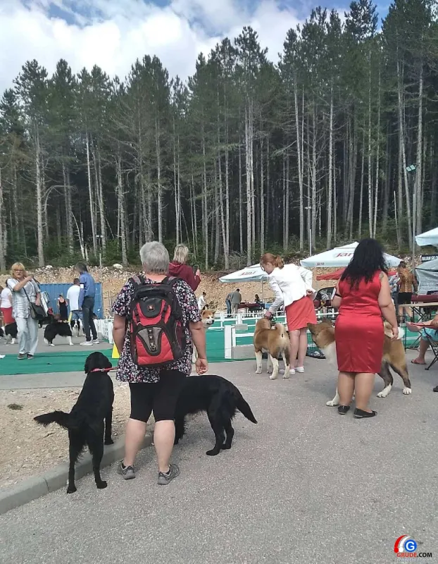 FOTO: Na Blidinju predstavljena najskuplja pasmina na svijetu! 2