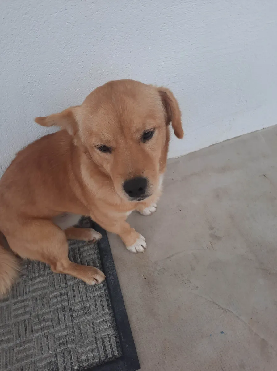 Pronađen pas kod Bekijina igrališta, umiljat je i obožava se igrati 3