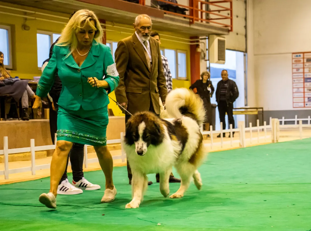 DOG SHOW GRUDE 2022 - 2xCAC I SPECIJALNA IZLOŽBA TORNJAKA 1