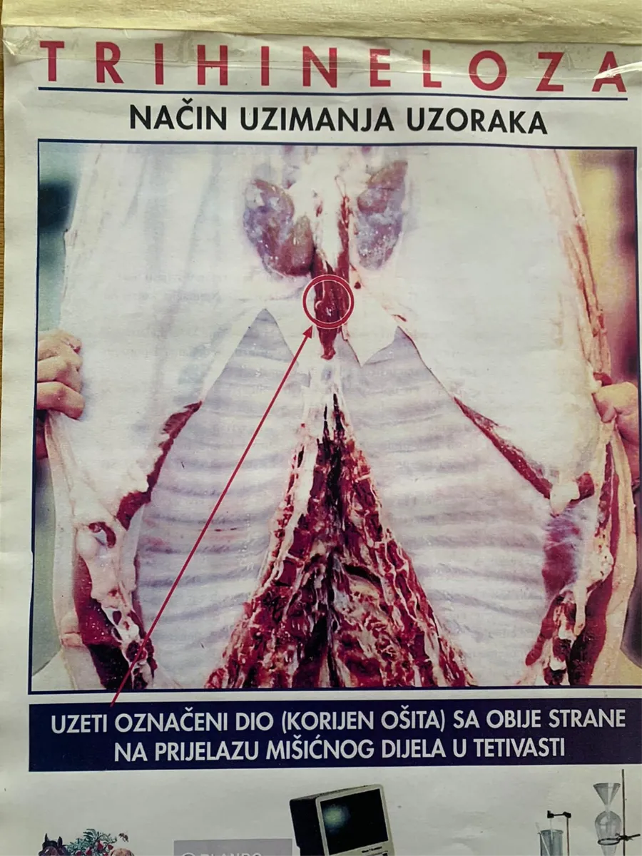 U tijeku je svinjokolja, donosimo priopćenje iz Veterinarske stanice Vlašić d.o.o. 2