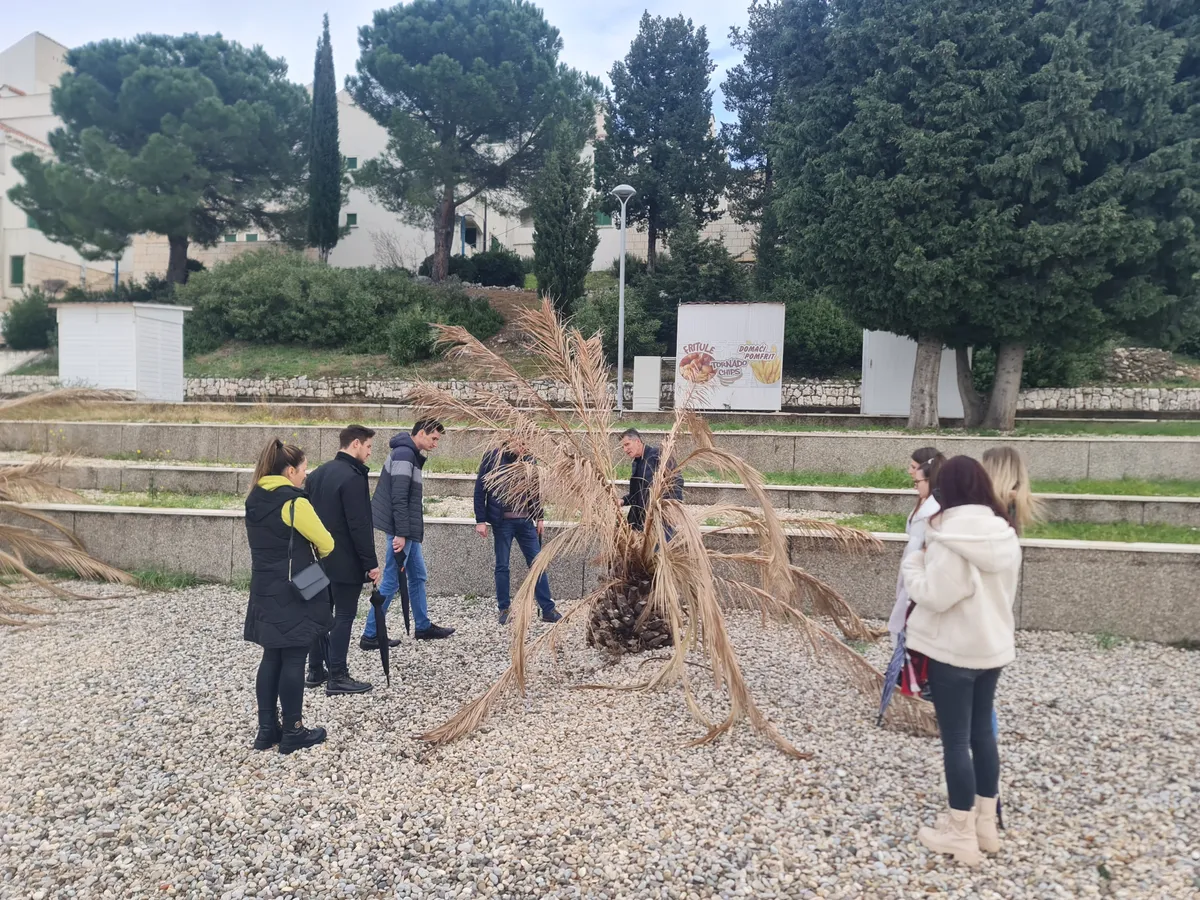NEUM: Studenti studija Fitomedicine istraživali što to uništava palme