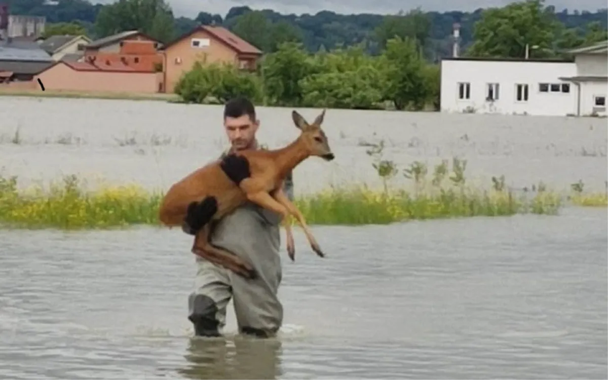 Plemenita gesta mladog vatrogasca: Izvukao srnu iz vode