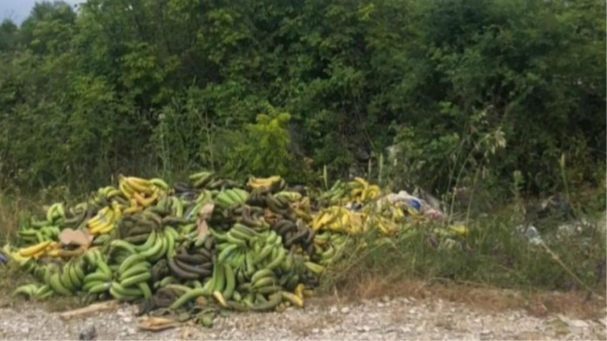 Banane završile u Lipnu, je li netko pokupio drogu, a bacio omiljeno voće