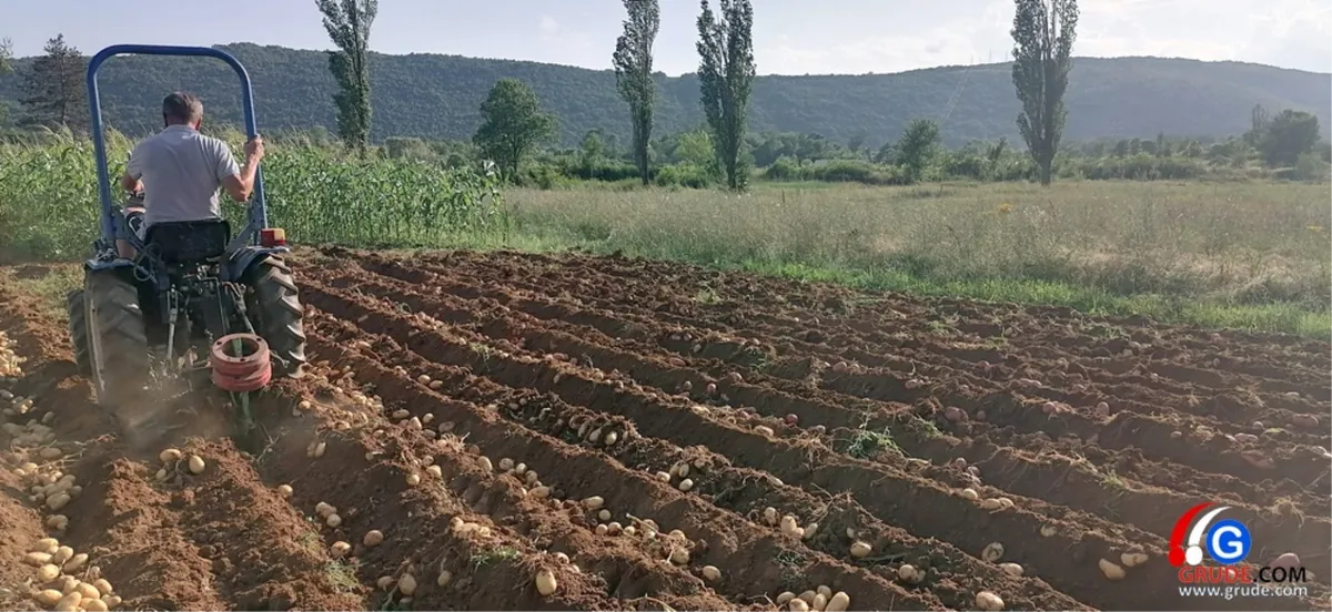 (VIDEO) Grude: Stari bi nekoć 'krumpirovu godinu' i pohvalili i iskritizirali 1
