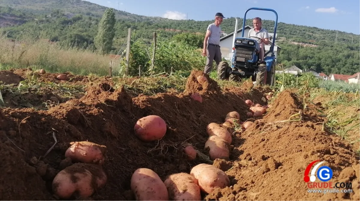 (VIDEO) Grude: Stari bi nekoć 'krumpirovu godinu' i pohvalili i iskritizirali