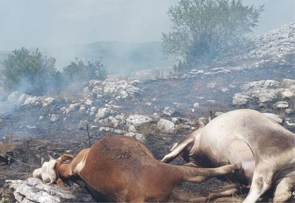 Na istoku Hercegovine od strujnog udara stradale krave