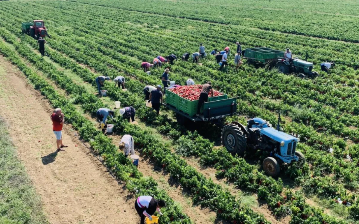 1000 tona paprike iz Hercegovine ide diljem Europe i svijeta