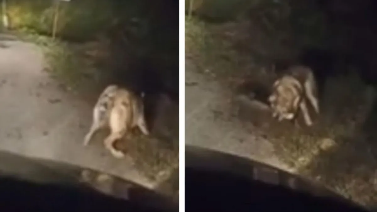 Zvijeri stigle blizu Hercegovine! 'Ovako svinje kolje vukopas, bit će toga sve više'