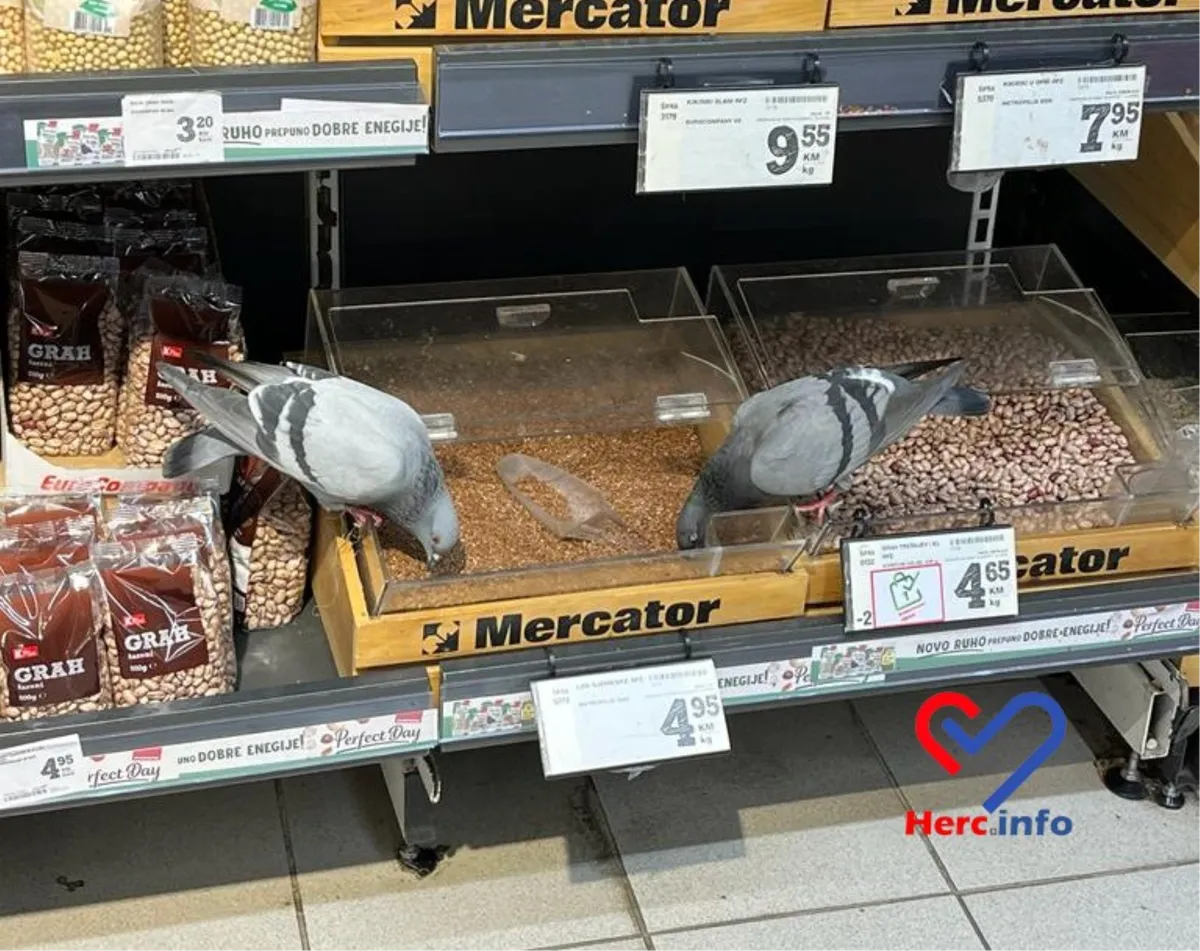Čitatelj snimio golubove u mostarskom Mercatoru: Čistiji su od onih koji 'masiraju' jabuke
