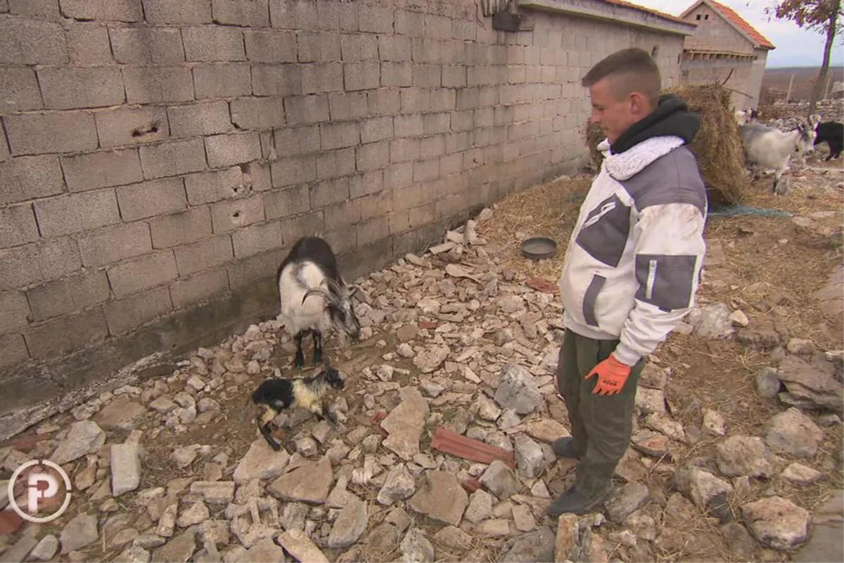 Kapa do poda za Marija Mijoča! Najveći farmer ima tek 17 godina, brine za 700 koza i jarića! I škola mu izišla u susret