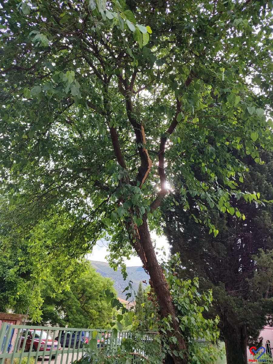 FOTO: Grom udario u drvo pored vrtića u Mostaru! Djeca, srećom, sve prespavala 1