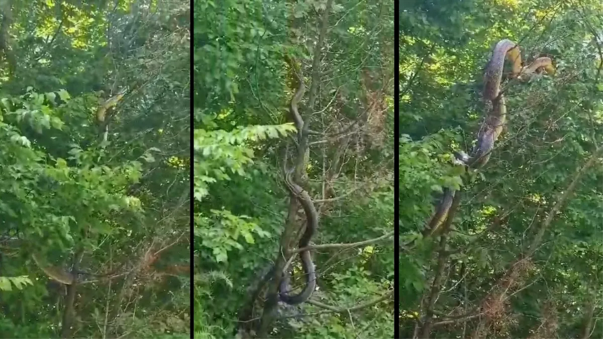 Kurator za zmije iz Zagreba dao izjavu o 'hercegovačkoj anakondi', otkriveno o kojoj je vrsti riječ