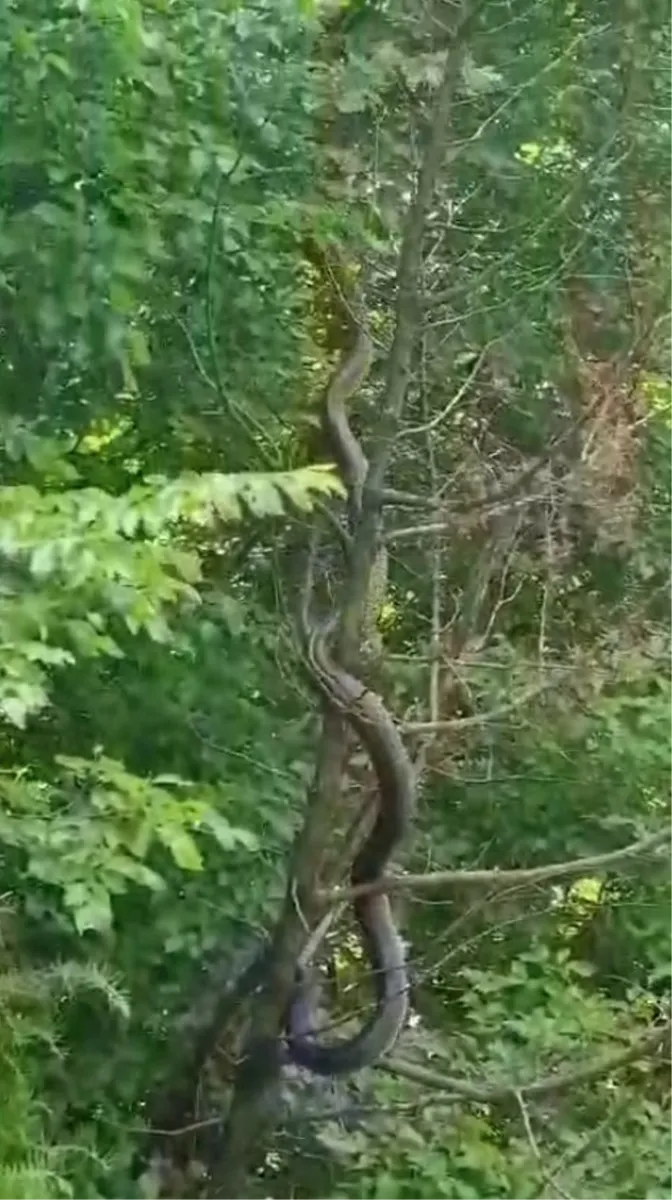 VIDEO: U Hercegovini snimljena najveća zmija!? Snimka poslana i zoolozima u Hrvatskoj 1
