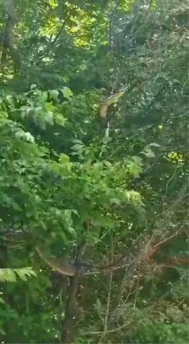 VIDEO: U Hercegovini snimljena najveća zmija!? Snimka poslana i zoolozima u Hrvatskoj 2