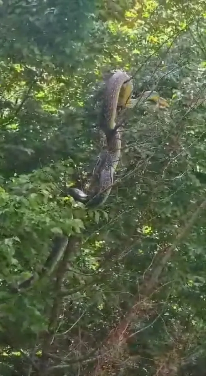 VIDEO: U Hercegovini snimljena najveća zmija!? Snimka poslana i zoolozima u Hrvatskoj 3