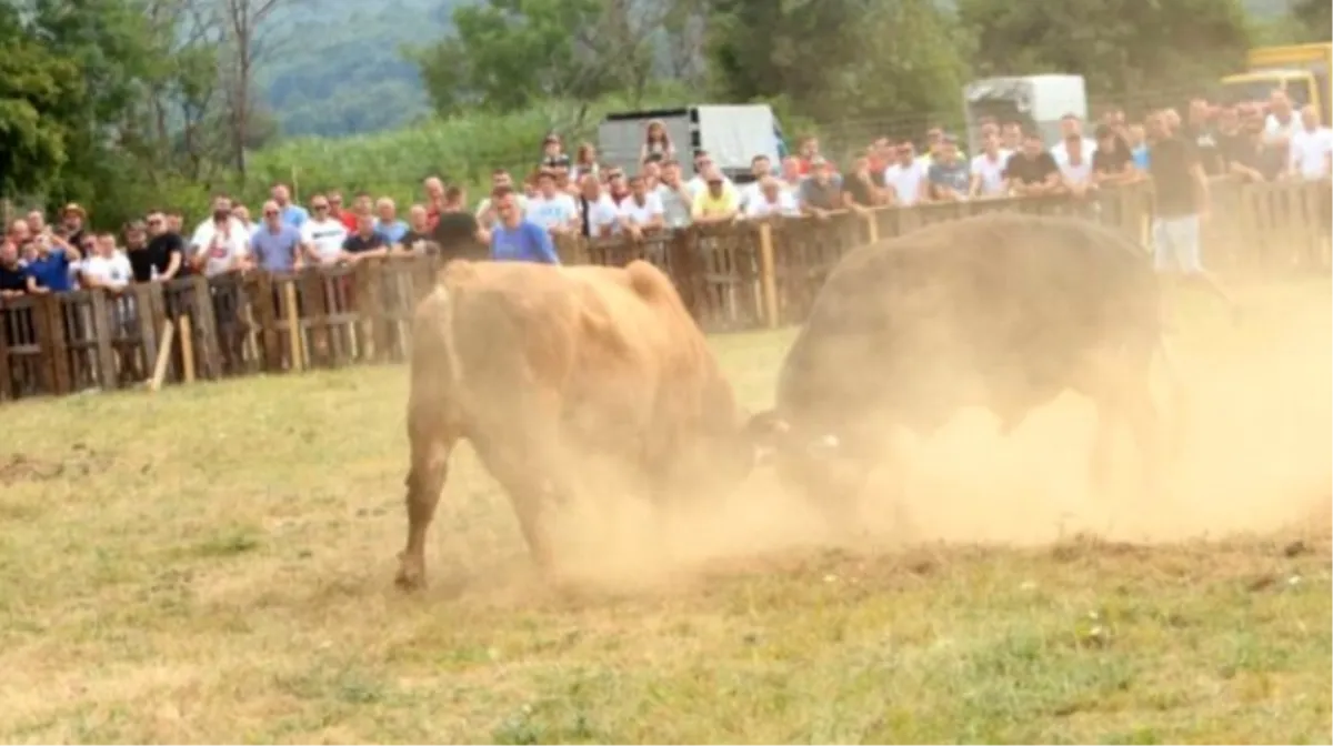Bik Brizan pobijedio na 'Ilijinu brdu' pa se zaletio u publiku da proslavi