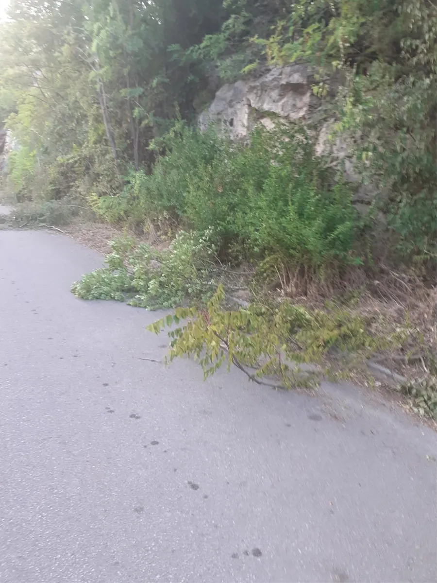 Od Tihaljine do Peć Mlina cesta 'zazelenila', vozač naišao na grane pa nam se pojadao... 2