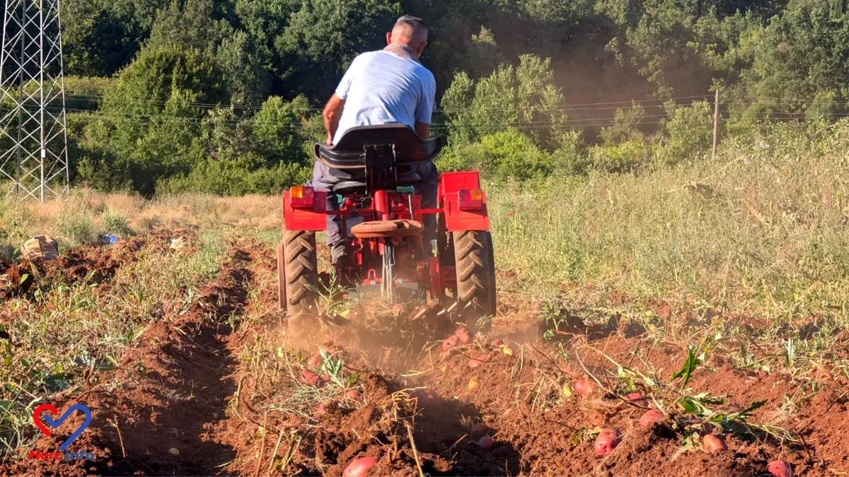 Koje povrće uspijeva jedno pored drugog? Evo koje se kombinacije posebno dobro slažu