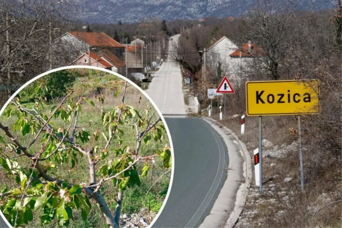 Ovo se ne pamti podno Biokova: Stari kažu, ako voćke procvjetaju na jesen, zima će biti jaka i duga