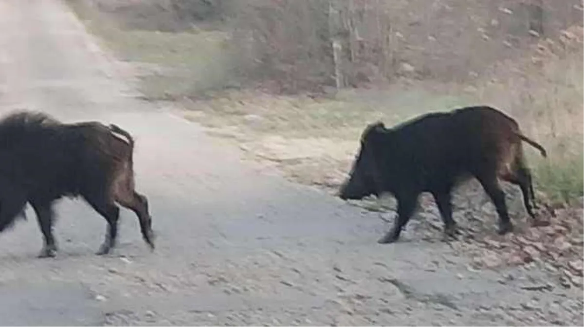Divlje svinje snimljene u Grudama
