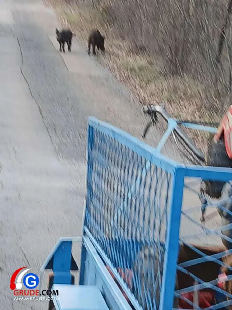 Divlje svinje snimljene u Grudama 2