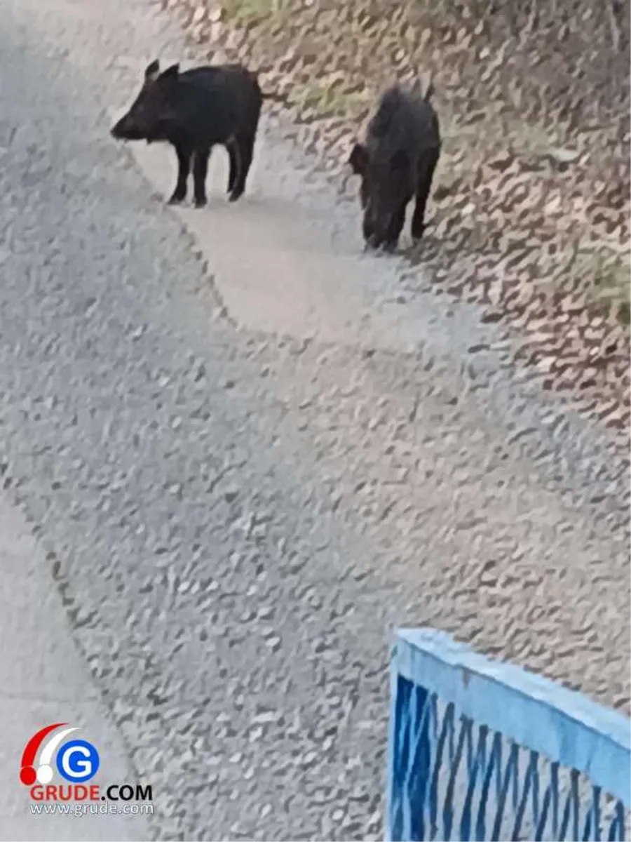 Divlje svinje snimljene u Grudama 3