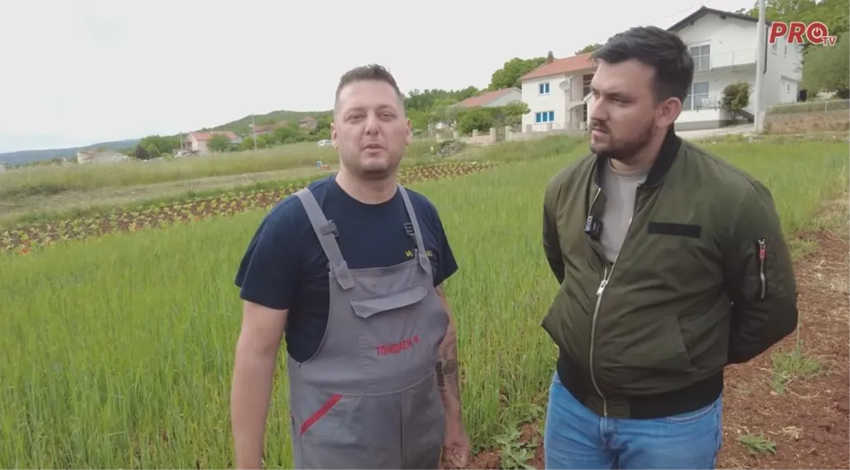 Ante Zadro Waso o sadnji duhana: Posla je puno, uvijek imam nešto raditi