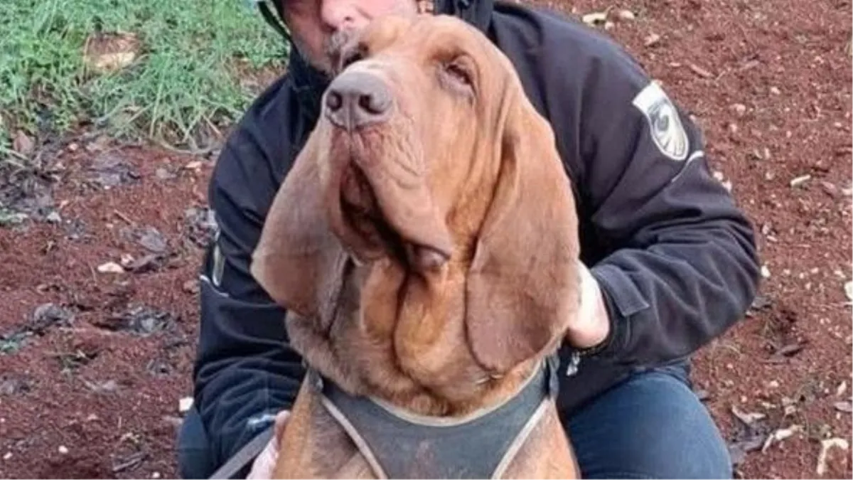 Psu koji je spasio 9 života bacili kobasicu s ekserima, uginuo je u mukama