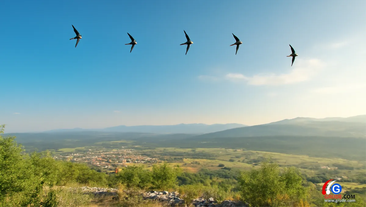 Lastavice se pripremaju za toplije krajeve, s Marijom odlaze, s Njom se i vraćaju