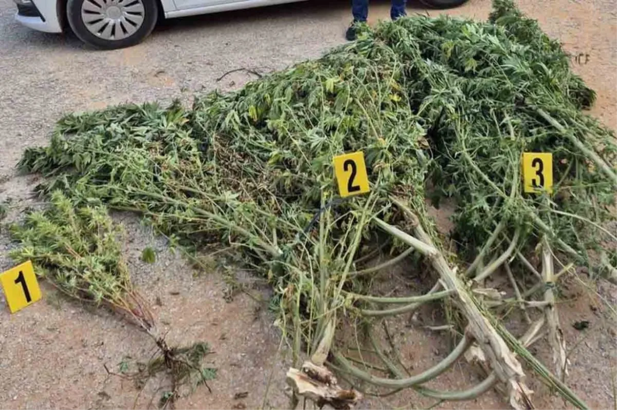 U plasteniku mu pronašli oko 50 kilograma marihuane