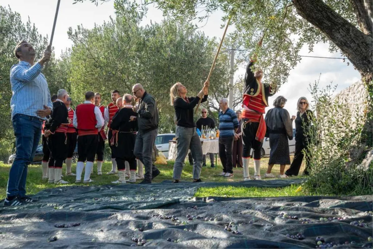 Zatvoreni ''Dani berbe maslina u Hercegovini'': Prezentirano tradicionalno branje i prerada ulja