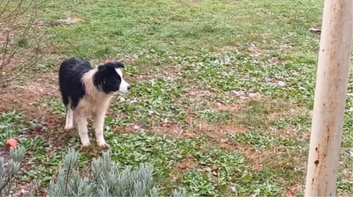 Pas pronađen u Grudama, vlasnika se moli da se javi...