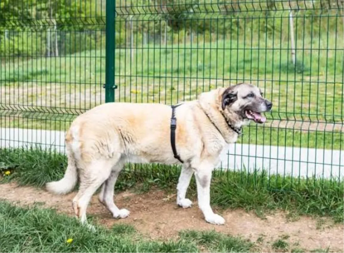 Pas kangal rastrgao muškarca, susjedi svjedočili drami