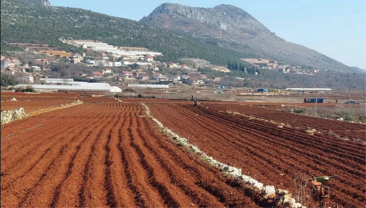 Ljubušaci zasadili 85 posto planirane količine krumpira