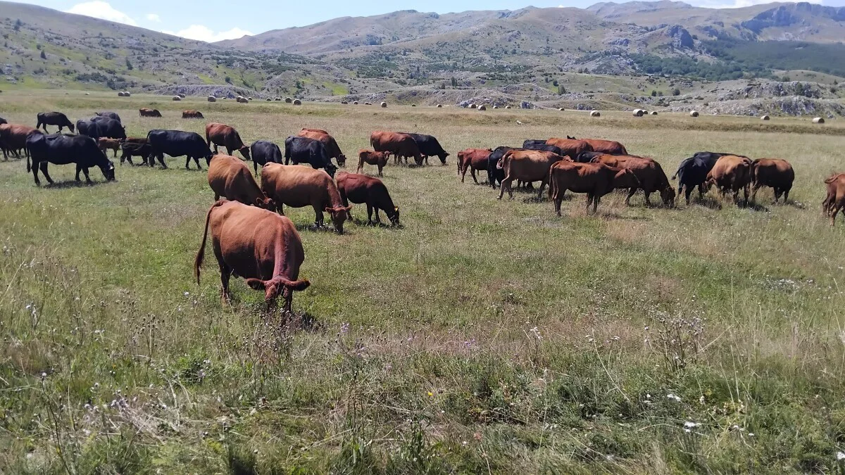 Junice iz organskog uzgoja dosežu 8000 KM: „Da ih imamo 500, sve bismo prodali“