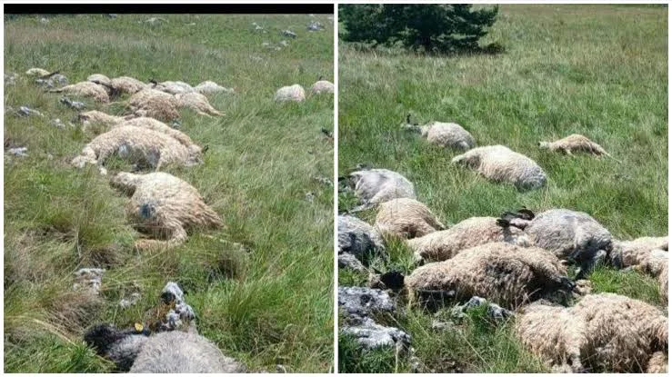 Kaos diljem Hercegovine: GROM UBIO OVCE NA KUPRESU, nevrijeme u Čitluku, Nevesinju, Bugojnu...